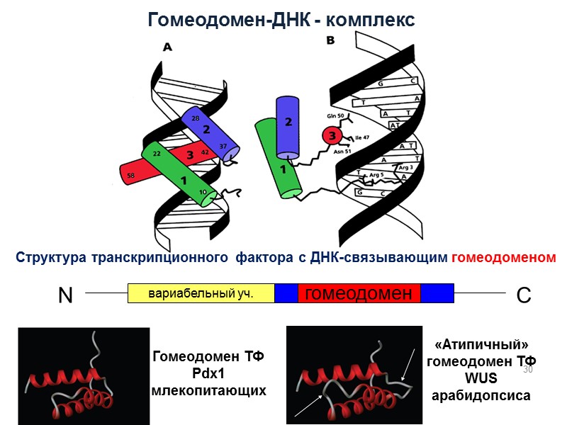 Гомеодомен-ДНК - комплекс вариабельный уч. гомеодомен N С Структура транскрипционного фактора с ДНК-связывающим гомеодоменом